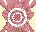 Rosette de l'écharpe de l'ordre