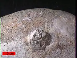 Cystaster stellatus (Ordovicien).