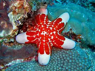 Choriaster granulatus, une Valvatida.