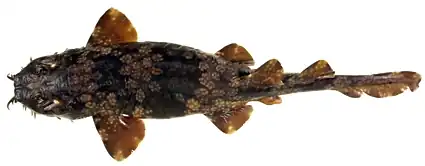 Orectolobus floridus