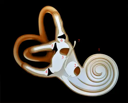Oreille interne1-Cochlée 2-Saccule 3-Utricule 4-Ampoule du canal postérieur 5-Ampoule du canal externe 6-Ampoule du canal supérieur 7-Canal endolymphatique.