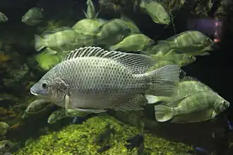 Variété de pisciculture/alimentaire (type sauvage)
