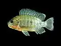Tilapia du Nil Oreochromis niloticus