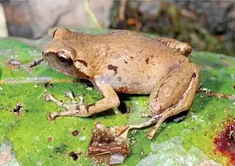 Oreophryne rookmaakeri, amphibien endémique observable dans la grotte de Liang Bua.