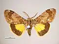 Orgyia anartoides(Lymantriinae, Orgyiini)