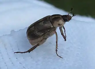 Description de l'image Oriental beetle.JPG.