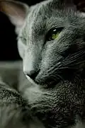 Un oriental à robe bleue.