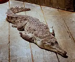 Crocodile allongé sur un plancher de lattes en bois