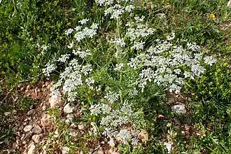Orlaya daucoides.