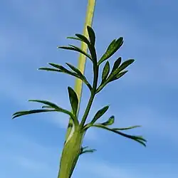 Photographie en couleur en gros plan d'une petite feuille verte très découpée sessile et gainée sur fond bleu.