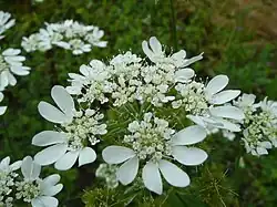 Orlaya grandiflora.