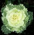 Cultivar 'Nagoya White'.