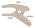 Structure pelvienne ornithischien (côté gauche)