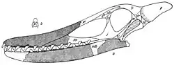 Dessin de la reconstruction du crâne obsolète de 1919 de von Arthaber de C. cuvieri