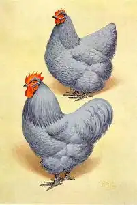 Coq et poule orpington gris perle (lavande).