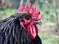 Tête d'un coq orpington noir.