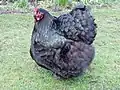 Poule orpington noire.