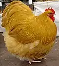 Coq orpington.