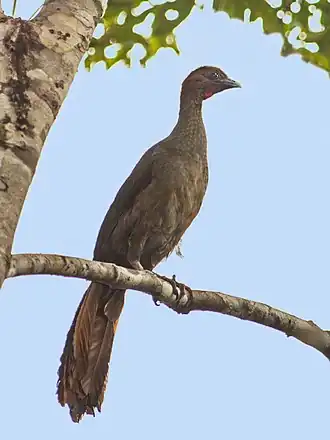 Description de l'image Ortalis motmot - Little Chachalaca; Presidente Figueiredo, Amazonas, Brazil.jpg.