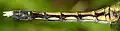 Abdomen d'anisoptère.