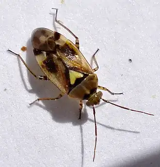 Description de l'image Orthops basalis.jpg.