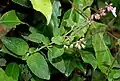 Orthosiphon thymiflorus