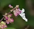 Orthosiphon thymiflorus