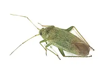 Description de l'image Orthotylus virescens (Miridae) - (imago), Molenhoek, the Netherlands.jpg.