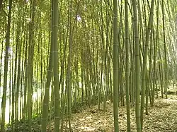 Bambous