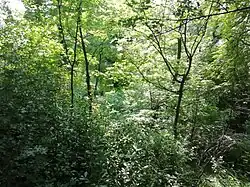 La forêt.
