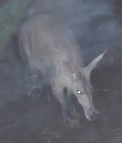 L'oryctérope est un animal aux mœurs nocturnes