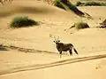 Un oryx.