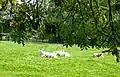 Groupe d'oryx au zoo