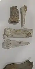 Os de rhinocéros trouvés à la carrière Menchecourt.