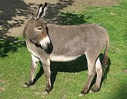 Âne commun