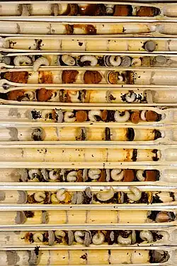 Des petits vers recrovillés sont alignés dans des tubes qui ressemblent à d'anciennes tiges.