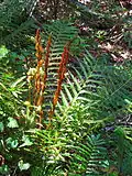 Comparaison entre les frondes fertiles, vertes et stériles, brunes, de Osmundia cinnamomea