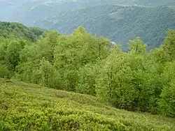 Forêt de feuillus dans l'Osogovo, dans l'Est du pays.