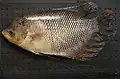Un spécimen juvénile de 29,5 cm pêché à Bogor, en Indonésie.