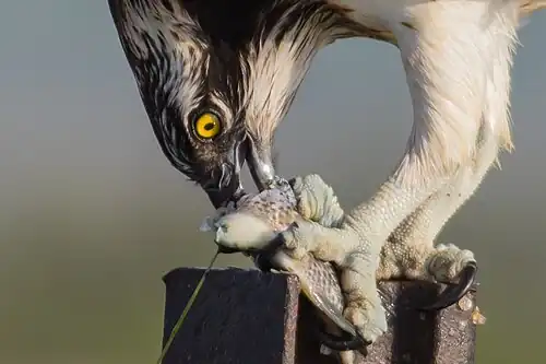 Détail d'un Balbuzard mangeant un poisson.