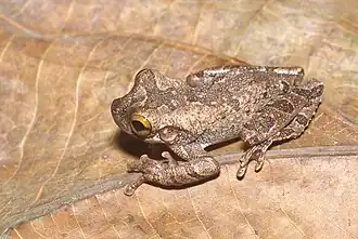 Description de l'image Osteocephalus buckleyi01.jpg.