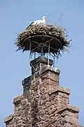 Détail du nid de cigognes