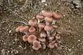 Armillaria ostoyae Une éspèce apparentée.