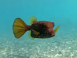 Ostracion cubicus (forme brune)