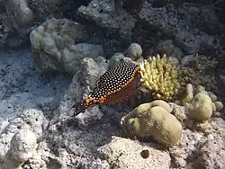 Mâle aux Maldives