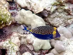 Ostracion meleagris (mâle)