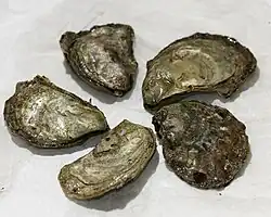 Huîtres olympe (Ostrea lurida&nbsp;(en)).