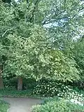 Arbre