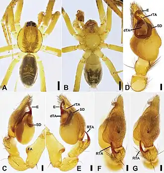 Description de l'image Otacilia nanhuashanica (10.3897-zookeys.979.56273) Figure 6.jpg.