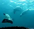 Juvéniles d’otaries à crinière plongeant sur un récif rocheux recouvert de mytilidae (Aulacomya atra), Île de San Gallan, réserve nationale de Paracas (Pérou).